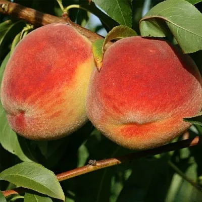 Персик МАРИЯ  Персик МАРИЯ в Домодедове