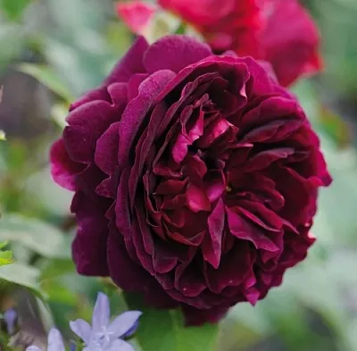 Саженцы роз МАНСТЕД ВУД английская  Саженцы роз МАНСТЕД ВУД английская в Домодедове