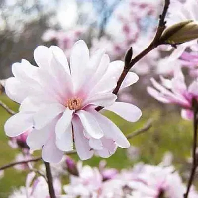 Магнолия РОЗЕЯ  Магнолия РОЗЕЯ в Домодедове