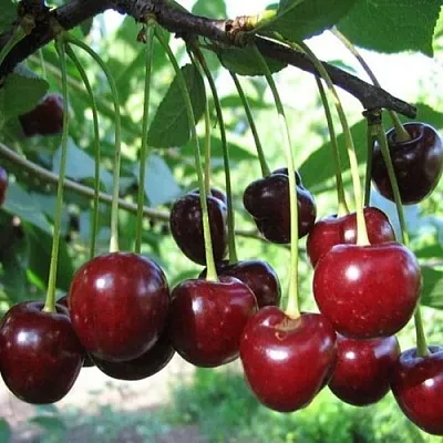 Вишня БЫСТРИНКА в Домодедове