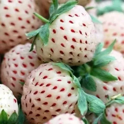 Клубника АНАНАСА ремонтантная в Домодедове