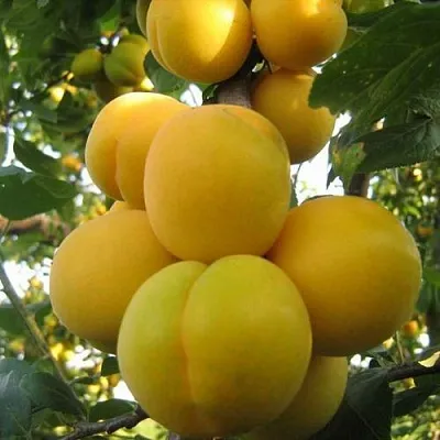 Слива ЛОДВА  Слива ЛОДВА в Домодедове