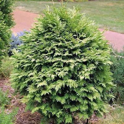 Туя ВАРЕАНА ЛЮТЕСЦЕНС западная в Домодедове