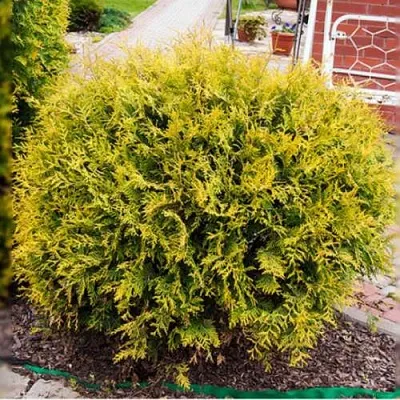 Туя КОЛЛЕРС ГОЛД складчатая в Домодедове