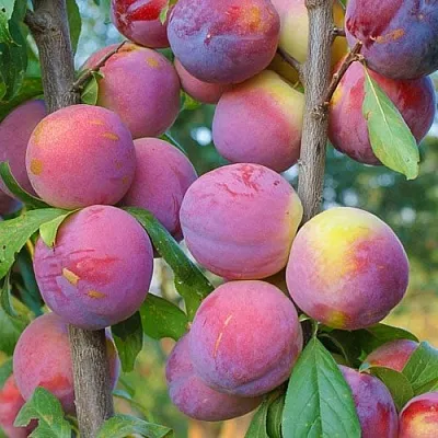 Слива КОЛОННОВИДНАЯ  Слива КОЛОННОВИДНАЯ в Домодедове