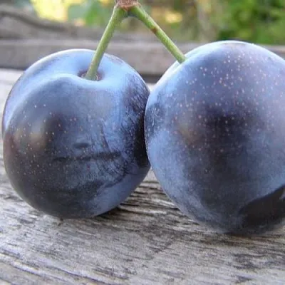 Слива БЛЮФРИ  Слива БЛЮФРИ в Домодедове