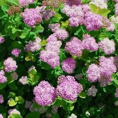 Спирея ПИНК СПАРКЛЕР  Спирея ПИНК СПАРКЛЕР в Домодедове