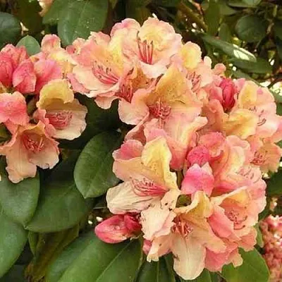 Рододендрон ФЛАУТАНДО в Домодедове