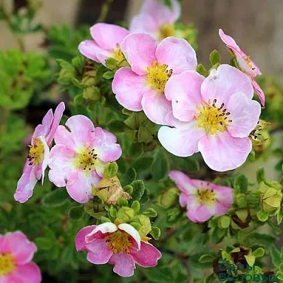 Лапчатка НЬЮ ДАУН кустарниковая  Лапчатка НЬЮ ДАУН кустарниковая в Домодедове