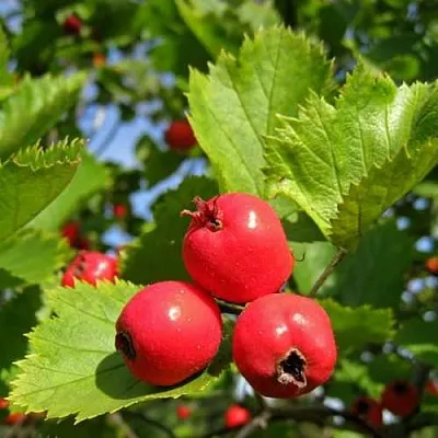 Боярышник МЯГКОВАТЫЙ в Домодедове