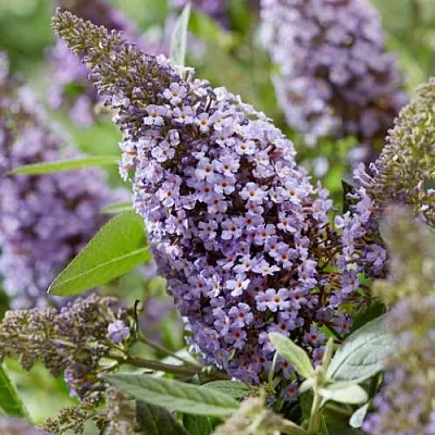 Буддлея давида БАТТЕРФЛЯЙ КАНДИ ЛИЛА СВИТХАРТ  Буддлея давида БАТТЕРФЛЯЙ КАНДИ ЛИЛА СВИТХАРТ в Домодедове