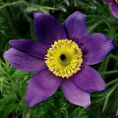 Прострел ПИНВИЛ БЛЮ ШЕЙДЕС в Домодедове