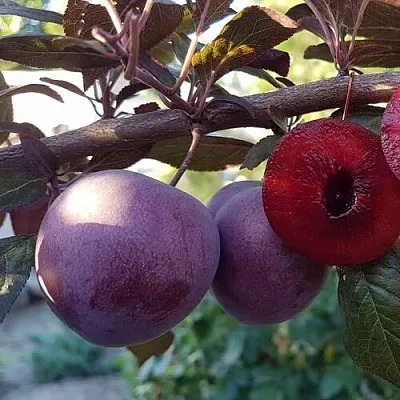 Слива ПАННА   Слива ПАННА  в Домодедове