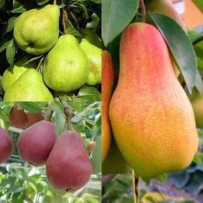 Комплект ГРУШЕВОЕ АССОРТИ в Домодедове