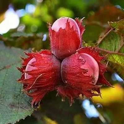 Фундук КРАСНЫЙ ЯНТАРЬ в Домодедове