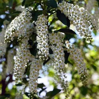 Черемуха виргинская ШУБЕРТ в Домодедове