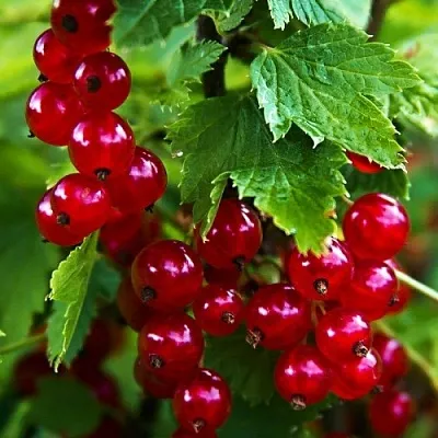 Смородина красная РОЛАН в Домодедове