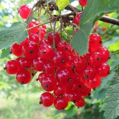 Смородина красная КРАСНАЯ АНДРЕЙЧЕНКО в Домодедове