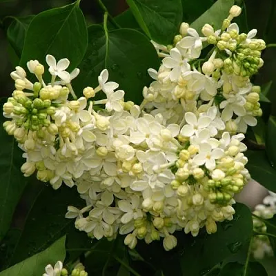 Сирень ПРИМРОУЗ  Сирень ПРИМРОУЗ в Домодедове