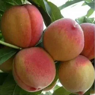 Персик ТУРИСТ  Персик ТУРИСТ в Домодедове