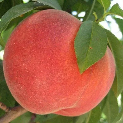 Персик МАЙСКИЙ ЦВЕТОК  Персик МАЙСКИЙ ЦВЕТОК в Домодедове