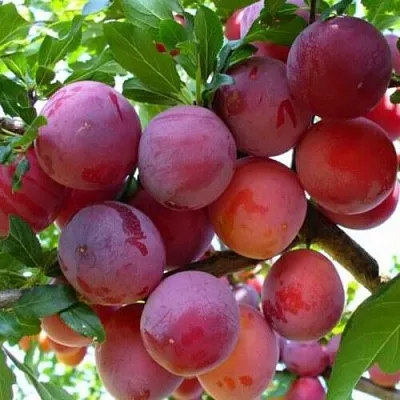 Слива НЕКТАРИННАЯ АРОМАТНАЯ  Слива НЕКТАРИННАЯ АРОМАТНАЯ в Домодедове