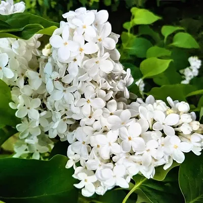 Сирень МАЛЕНЬКИЙ ПРИНЦ  Сирень МАЛЕНЬКИЙ ПРИНЦ в Домодедове