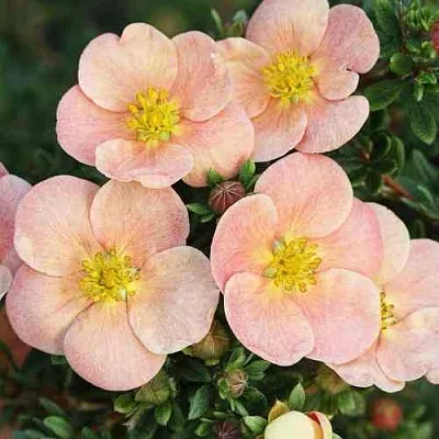 Лапчатка ДЕЙДАУН кустарниковая   Лапчатка ДЕЙДАУН кустарниковая  в Домодедове