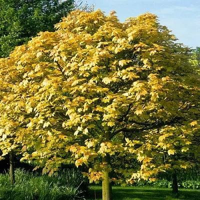 Клен ложноплатановый  Клен ложноплатановый в Домодедове