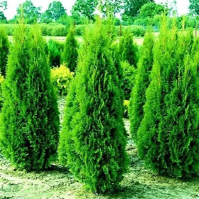 Туя ВИДМАНТ западная в Домодедове