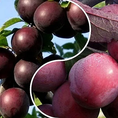 Комплект ИЗЮМИНКА САДА в Домодедове