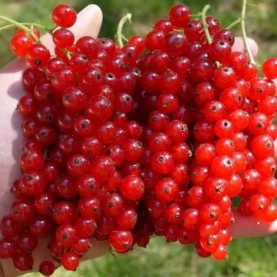 Смородина красная РЕД ПУЛ в Домодедове