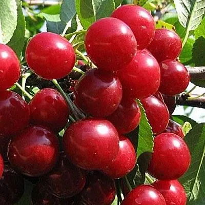 Вишня ГЛУБОКСКАЯ в Домодедове