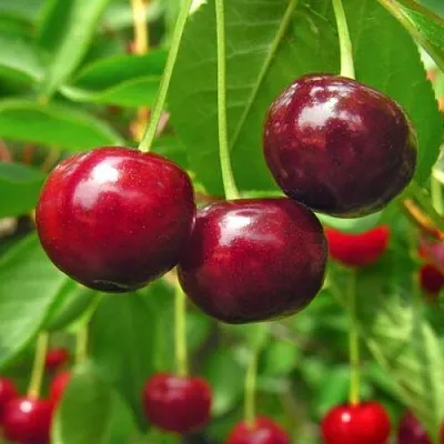 Вишня УЙФЕХЕРТОЙ ФЮРТОШ в Домодедове