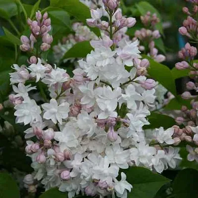 Сирень КРАСАВИЦА МОСКВЫ  Сирень КРАСАВИЦА МОСКВЫ в Домодедове