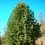 Сосна кедровая сибирская в Домодедове