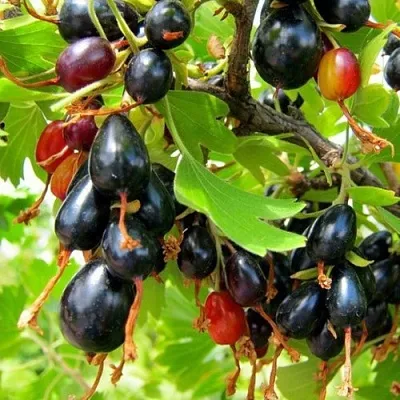 Смородина золотистая БОКАЛИНСКАЯ в Домодедове