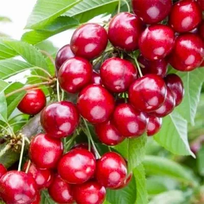 Вишня МАЛЮТКА колонновидная в Домодедове