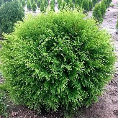 Туя ЛИТЛ ЧЕМПИОН западная в Домодедове