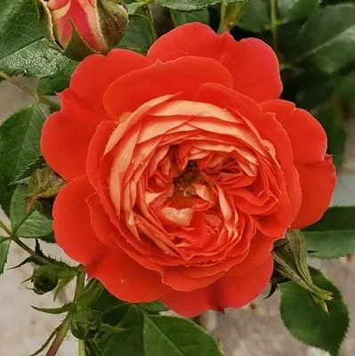 Саженцы роз СТАРЛЕТ РОУЗ КАРМЕН плетистая  Саженцы роз СТАРЛЕТ РОУЗ КАРМЕН плетистая в Домодедове