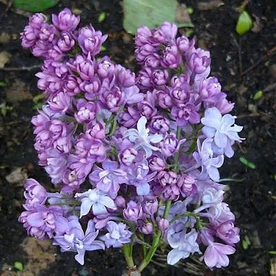 Сирень НАДЕЖДА  Сирень НАДЕЖДА в Домодедове