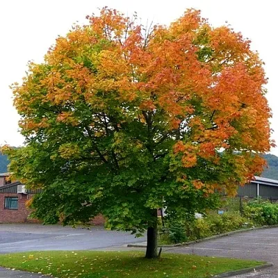 Клен остролистный  Клен остролистный в Домодедове