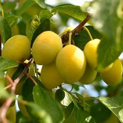 Слива ОЧАКОВСКАЯ ЖЕЛТАЯ  Слива ОЧАКОВСКАЯ ЖЕЛТАЯ в Домодедове