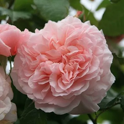 Саженцы роз РОЗ ДЕ ТОЛБИАК плетистая  Саженцы роз РОЗ ДЕ ТОЛБИАК плетистая в Домодедове