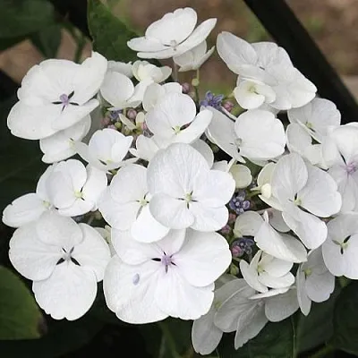Гортензия ЛИБЕЛЛЕ крупнолистная в Домодедове