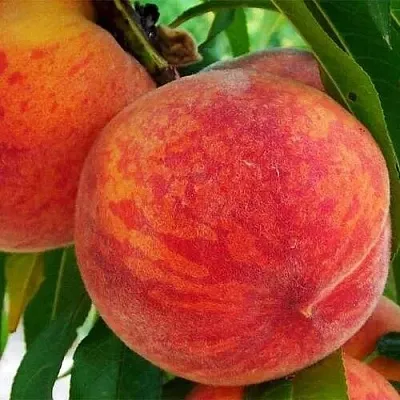 Персик ЗОЛОТОЙ ЮБИЛЕЙ  Персик ЗОЛОТОЙ ЮБИЛЕЙ в Домодедове