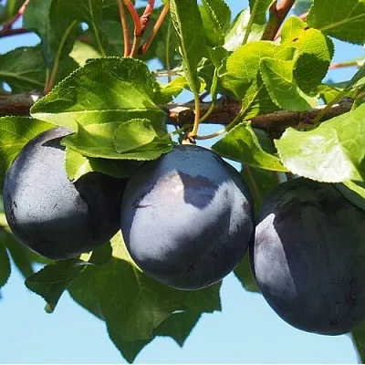 Слива ВОЛАТ  Слива ВОЛАТ в Домодедове