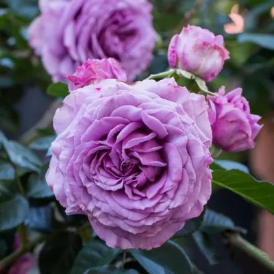 Саженцы роз СИЛЬВЕР КВИК плетистая в Домодедове