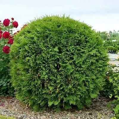 Туя ВУДВАРДИ западная в Домодедове