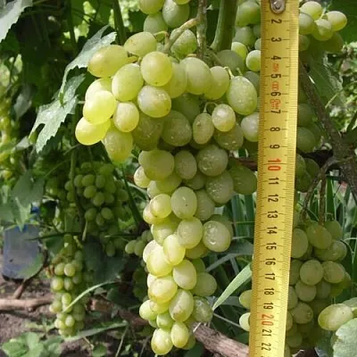 Виноград АНАНАСНЫЙ РАННИЙ в Домодедове